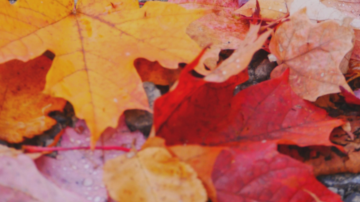 In everything give thanks