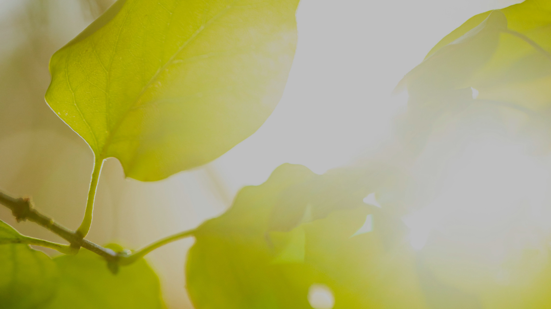 Do you want to be full of joy?